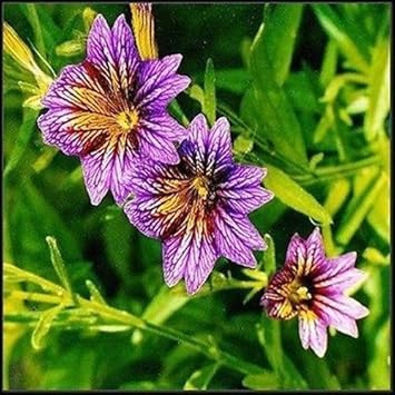 Flower Seeds, Seeds,Seeds For Planting,Plant Seeds