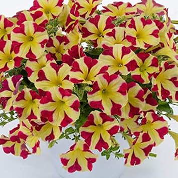 Flower Seeds, Seeds,Seeds For Planting,Plant Seeds