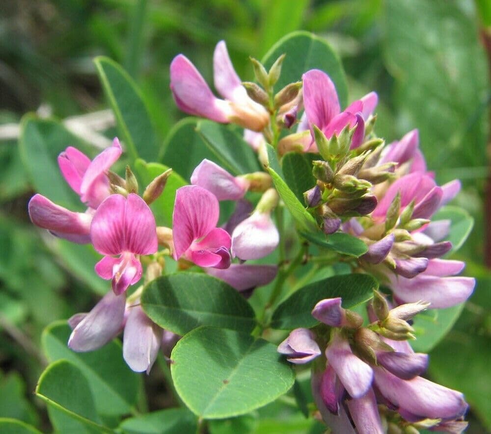 Flower Seeds, Seeds,Seeds For Planting,Plant Seeds