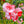 Flower Seeds, Seeds,Seeds For Planting,Plant Seeds