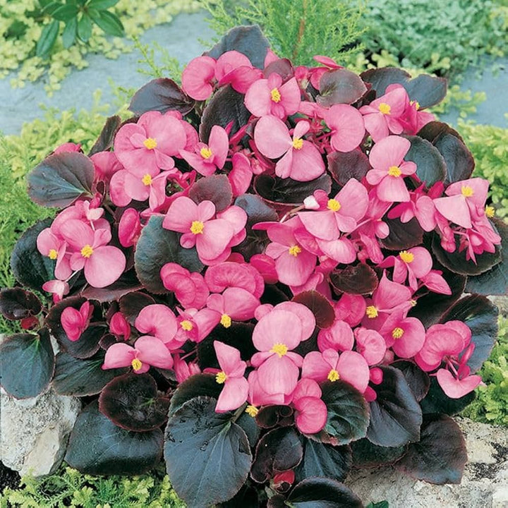 Pink Begonia Flower Seeds for Planting – Heirloom Non-GMO, High Germination Organic Garden Seeds