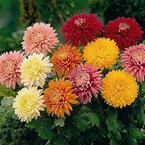 Chrysanthemum Flower Seeds for Planting – Heirloom, Non-GMO, High Germination Garden Seeds