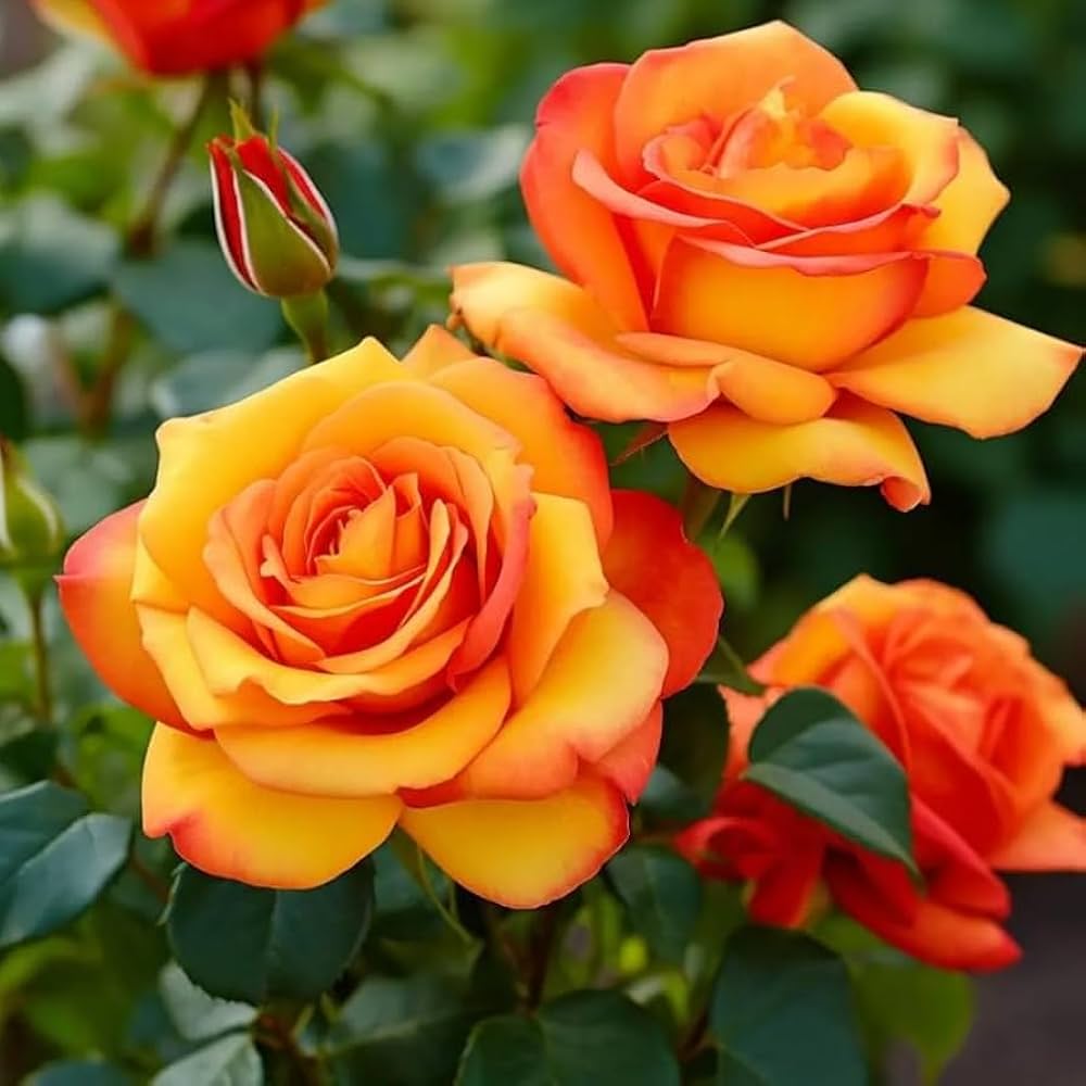 Yellow Orange Rose Flower Seeds for Planting | Heirloom Non-GMO Organic Garden Seeds, Perfect for Borders, High Germination