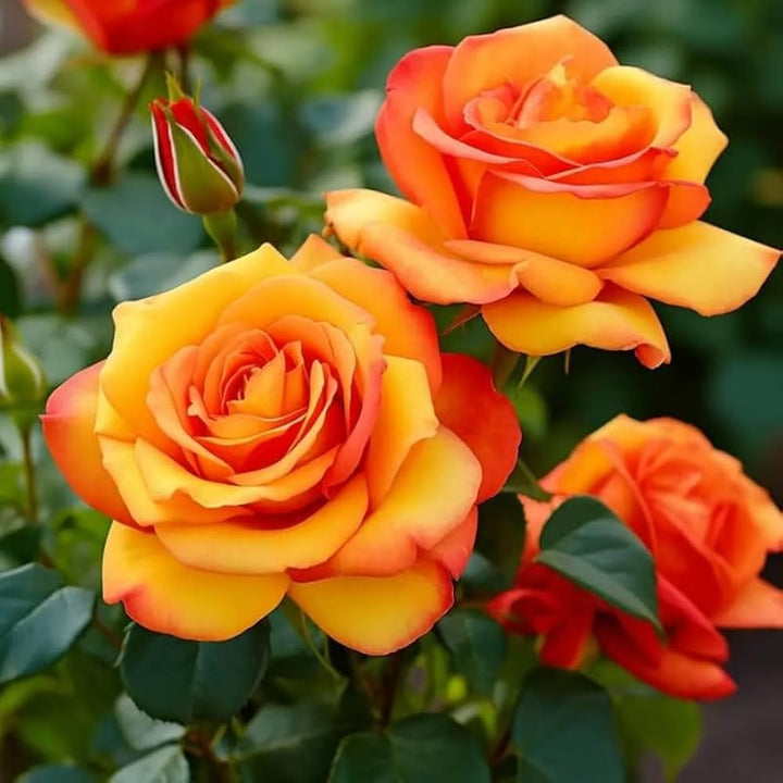 Yellow Orange Rose Flower Seeds for Planting | Heirloom Non-GMO Organic Garden Seeds, Perfect for Borders, High Germination