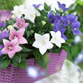 Mixed Balloon Flower Seeds for Planting – Seasonal Bloomer, Heirloom, Non-GMO, High Germination Organic Garden Seeds