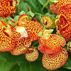 Flower Seeds, Seeds,Seeds For Planting,Plant Seeds