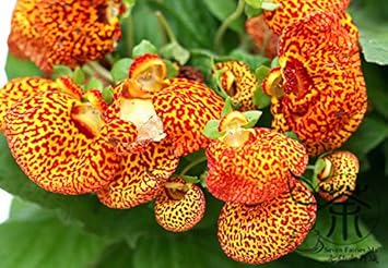 Flower Seeds, Seeds,Seeds For Planting,Plant Seeds
