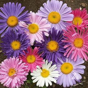 Flower Seeds, Seeds,Seeds For Planting,Plant Seeds