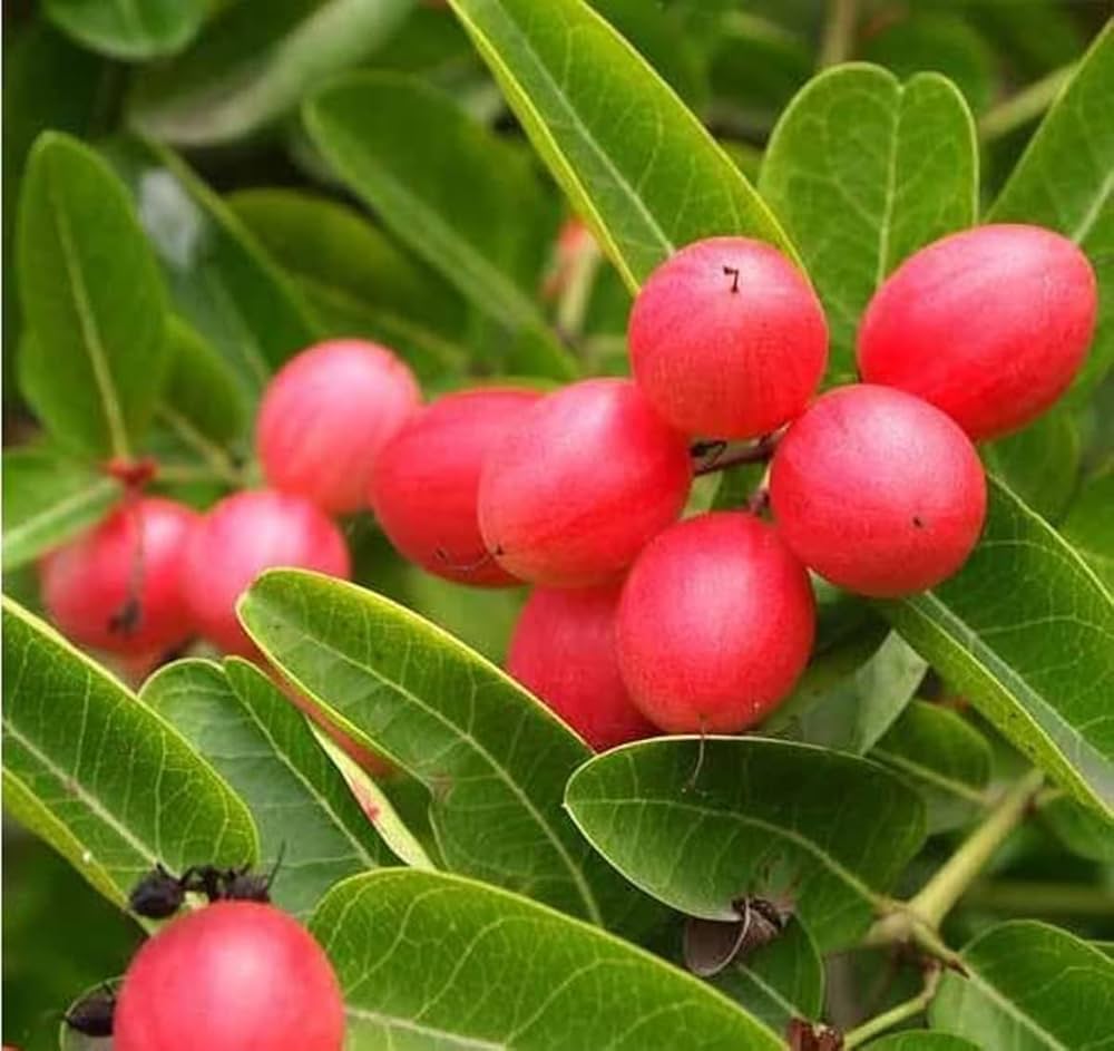 Fruit Seeds,Garden seeds, Seeds For Planting,Plant Seeds