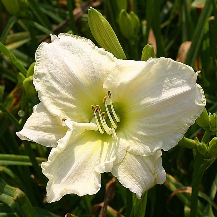 White Hemerocallis Flower Seeds for Planting – Heirloom, Non-GMO, Wildflower Mix, High Germination