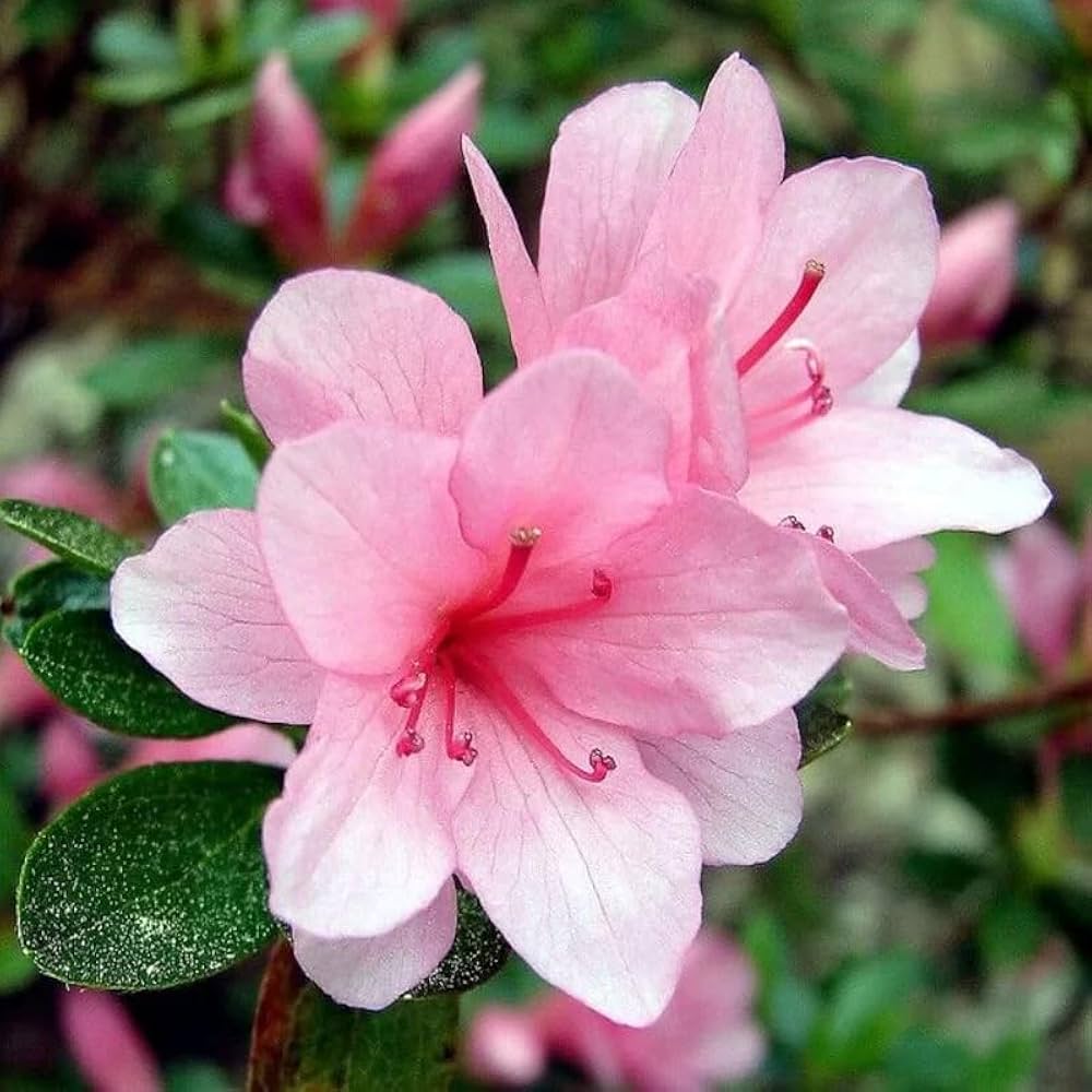 Pink White Azalea Flower Seeds for Planting – Heirloom, Non-GMO Vibrant Colors, High Germination Seeds
