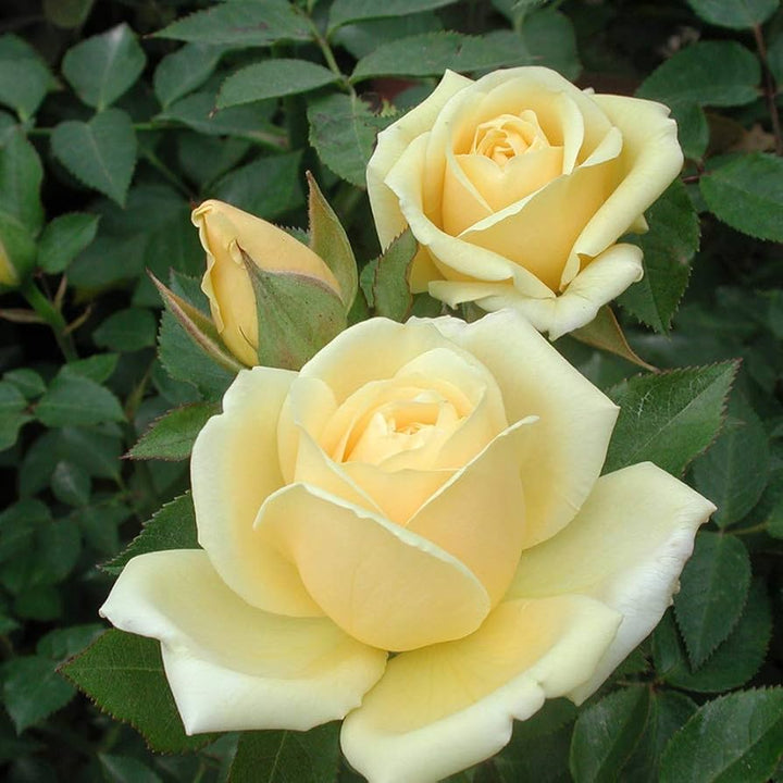Pale Yellow Unique Rose Flower Seeds for Planting – Heirloom, Non-GMO, High Germination Organic Garden Seeds
