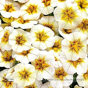Flower Seeds, Seeds,Seeds For Planting,Plant Seeds