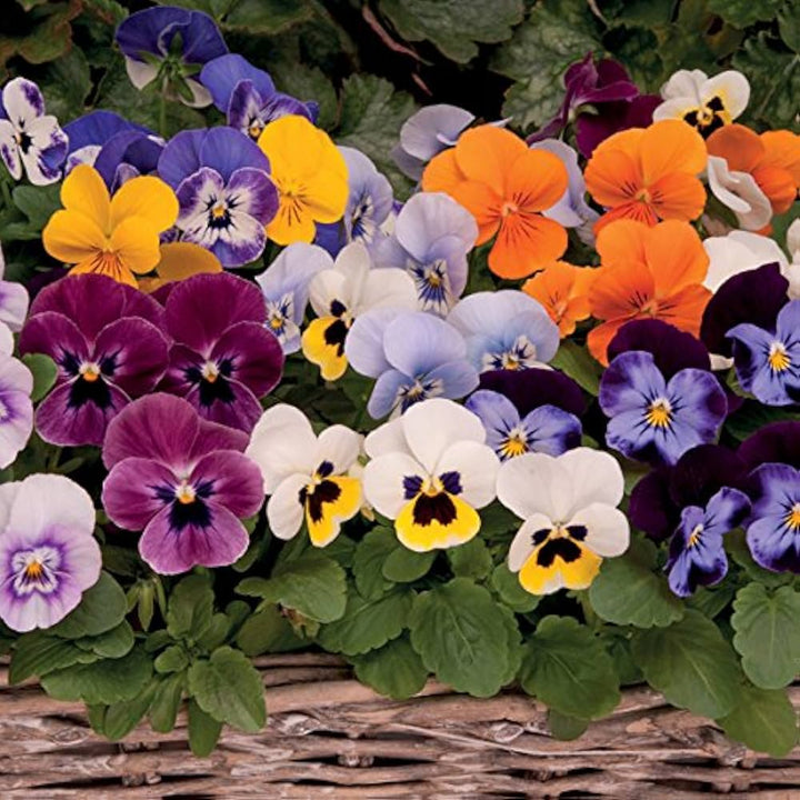 Flower Seeds, Seeds,Seeds For Planting,Plant Seeds