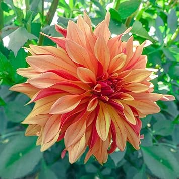 Flower Seeds, Seeds,Seeds For Planting,Plant Seeds