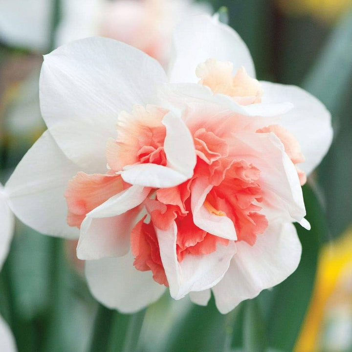 White Orange Double Petal Pink Daffodils Seeds for Planting – Easy to Grow, Heirloom, Non-GMO, High Germination Organic Garden Seeds