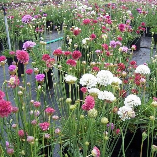 Mixed Joystick Flower Seeds for Planting – Heirloom, Non-GMO, High Germination Organic Garden Seeds