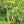 Fruit Seeds,Garden seeds, Seeds For Planting,Plant Seeds
