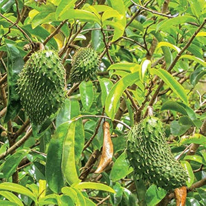 Fruit Seeds,Garden seeds, Seeds For Planting,Plant Seeds