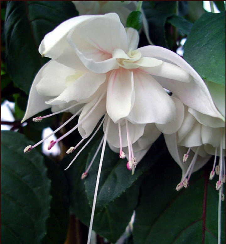 Fuchsia Flower Seeds for Planting Purple White – Compact Growth, Heirloom, Non-GMO, High Germination Organic Garden Seeds