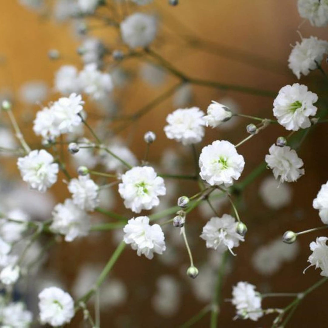 Gypsophila Flower Seeds for Planting Light Violet – Premium Quality, Heirloom, Non-GMO, High Germination Organic Garden Seeds