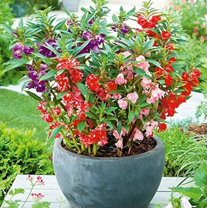 Balsamine Flower Seeds for Planting – Heirloom Non-GMO Hardy Variety with High Germination