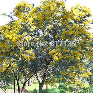 Flower Seeds, Seeds,Seeds For Planting,Plant Seeds