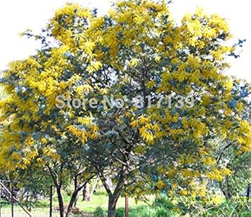 Flower Seeds, Seeds,Seeds For Planting,Plant Seeds