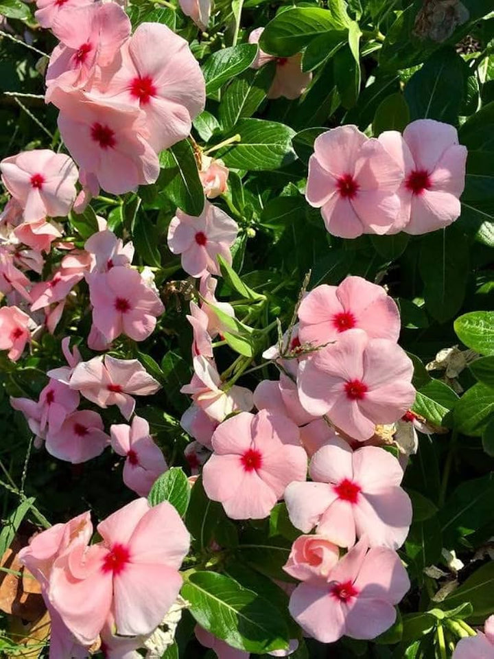 Fragrant Vinca Flower Seeds for Planting – Heirloom, Non-GMO, High Germination Organic Garden Seeds
