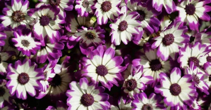 Flower Seeds, Seeds,Seeds For Planting,Plant Seeds