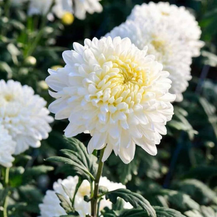 Japan Spider Chrysanthemum Flower Seeds – Heirloom Non-GMO Blooms for Garden Planting