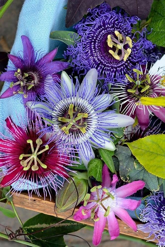 Mixed Color Passion Flower Seeds for Planting – Heirloom, Non-GMO, High Germination Organic Garden Seeds