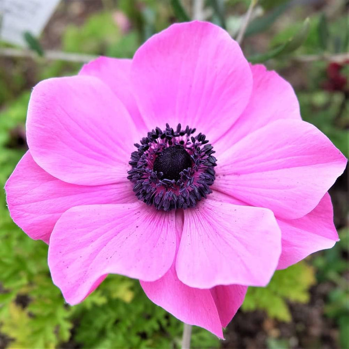 Pink Anemone Flower Seeds for Planting – Heirloom Non-GMO Organic Garden Seeds with High Germination