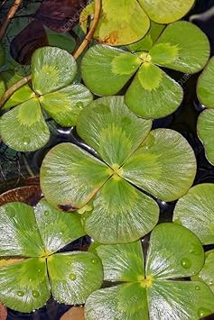 Flower Seeds, Seeds,Seeds For Planting,Plant Seeds