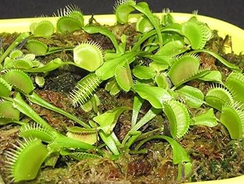 Venus Flower Seeds for Planting – Heirloom, Non-GMO, Premium Quality Garden Seeds