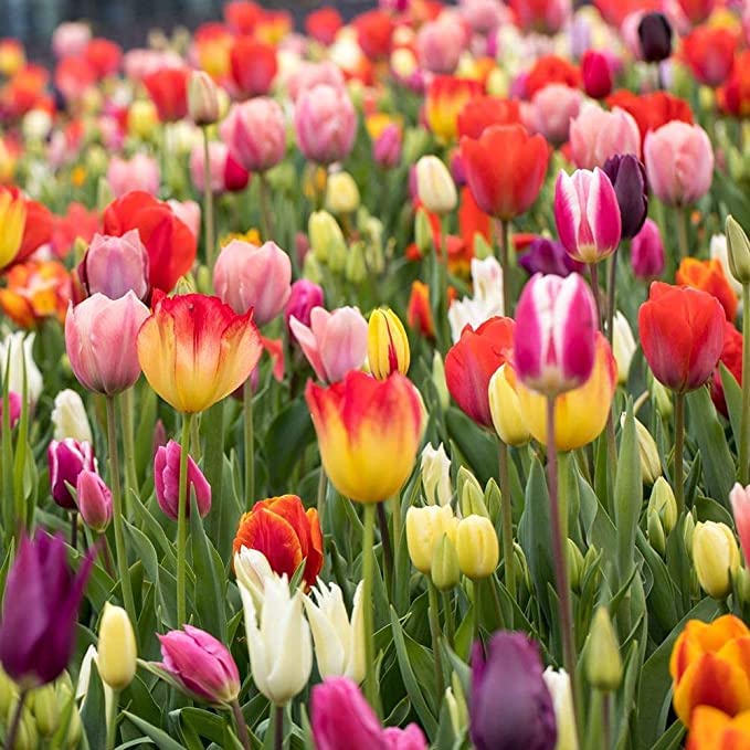 Flower Seeds, Seeds,Seeds For Planting,Plant Seeds