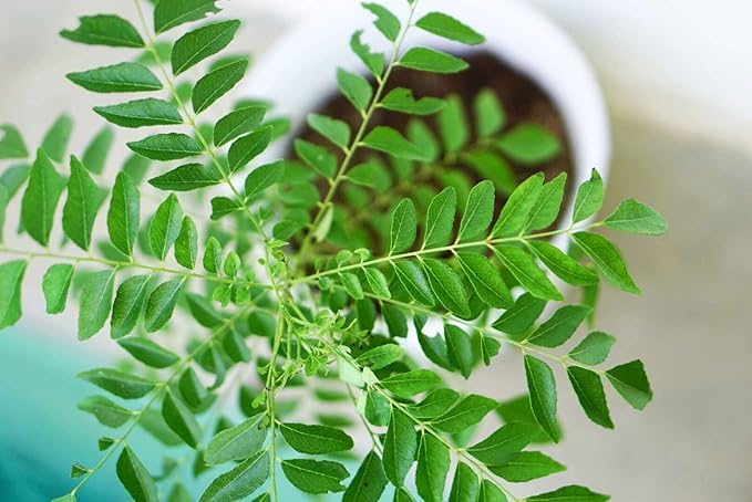 Curry Leaf Herb Seeds for Planting – Heirloom Non-GMO Aromatic Organic Garden Seeds with High Germination for Edible Herb Gardens