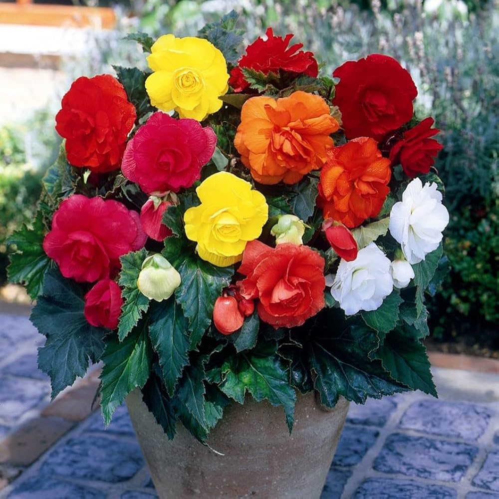 Pelleted Begonia Flower Seeds for Planting - Heirloom, Non-GMO, High Germination Organic Garden Seeds