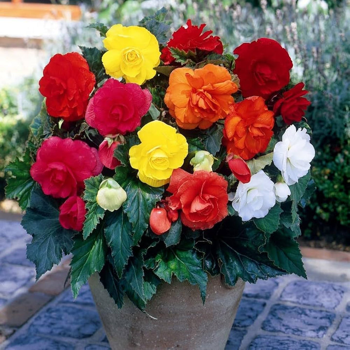Pelleted Begonia Flower Seeds for Planting - Heirloom, Non-GMO, High Germination Organic Garden Seeds