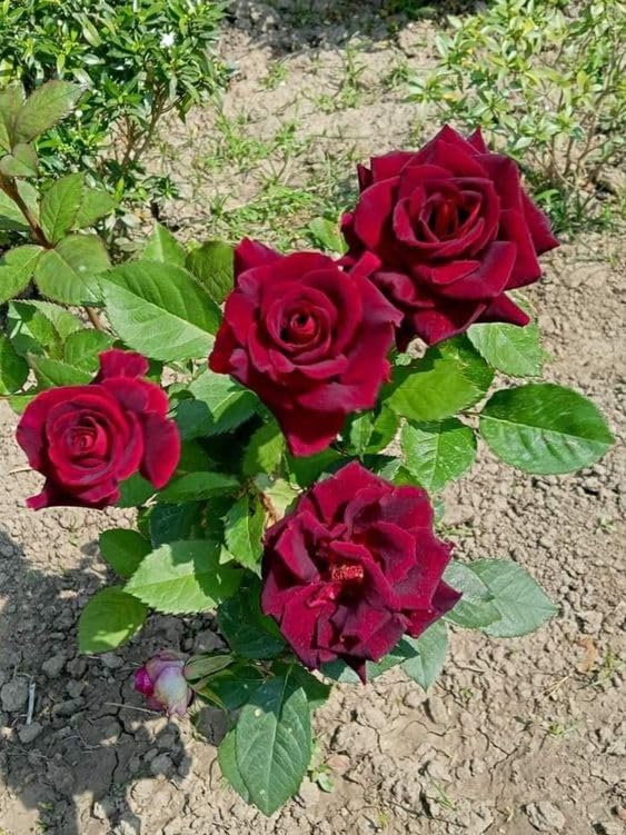 Dark Red Ruby Rose Flower Seeds for Planting – Heirloom, Non-GMO, High Germination Seasonal Bloomer