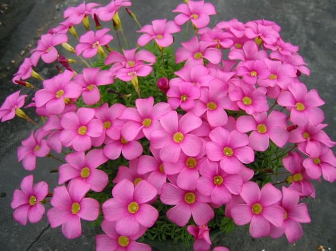Pink Carpet Oxalis Flower Seeds for Planting – Heirloom, Non-GMO, High Germination Organic Garden Seeds