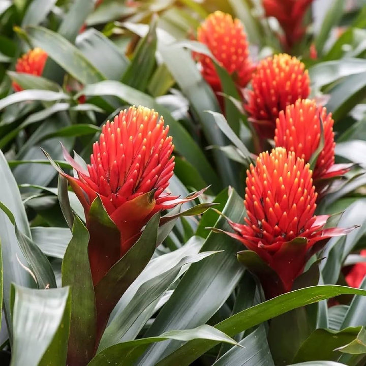 Red Bromeliad Flower Seeds for Planting – Garden Favorite Heirloom, Non-GMO Seeds for Home Garden