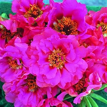 Flower Seeds, Seeds,Seeds For Planting,Plant Seeds