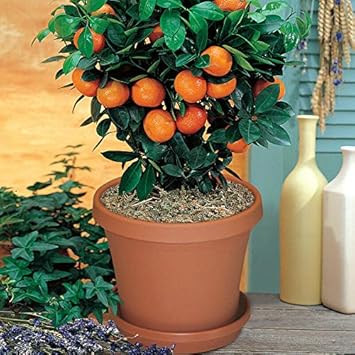 Fruit Seeds,Garden seeds, Seeds For Planting,Plant Seeds