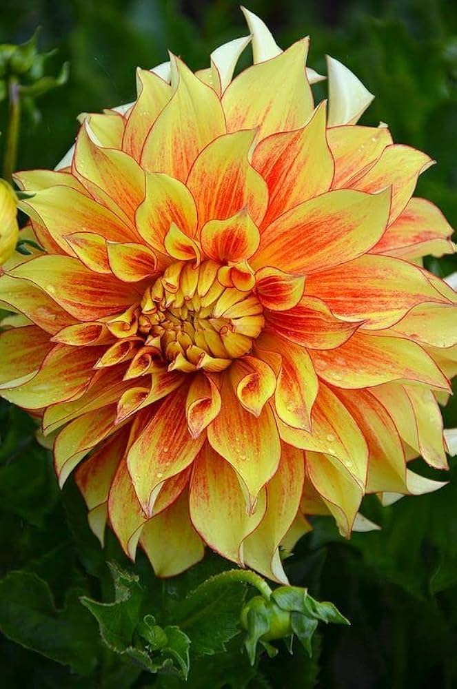 Yellow Orange Dahlia Flower Seeds for Planting – Heirloom, Non-GMO, High Germination Bloomer