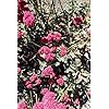 Eriogonum Grande Flower Seeds for Planting – Heirloom, Non-GMO, High Germination Pollinator Friendly