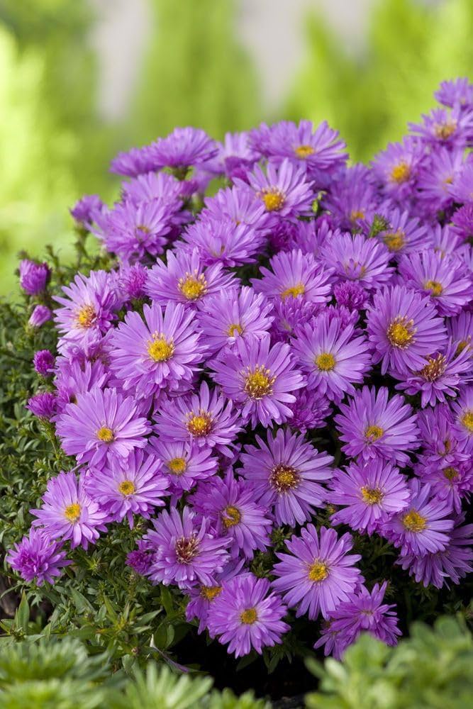 Violet Aster Flower Seeds for Planting – Heirloom, Non-GMO, High Germination Organic Garden Seeds