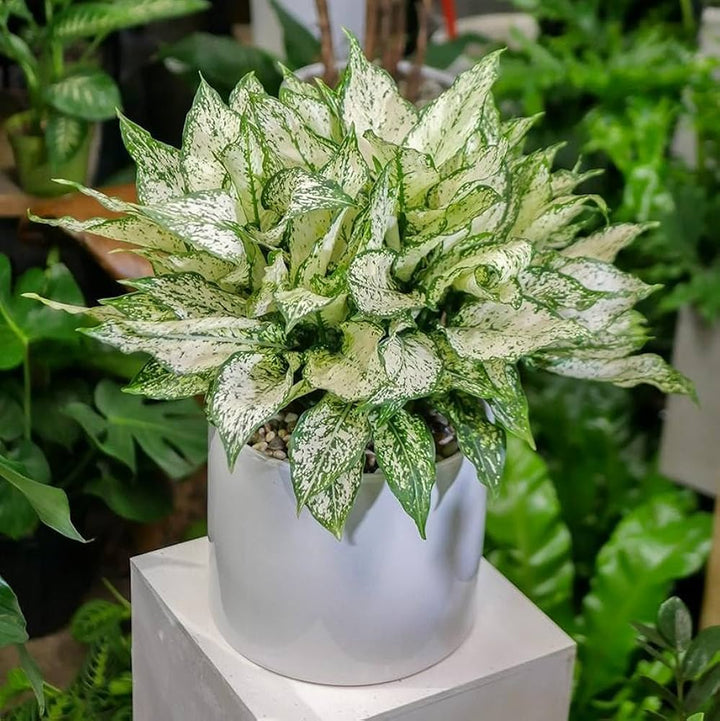 Aglaonema White Mix  for Planting 100 pcs - Drought Tolerant, Heirloom & GMO Free Seeds for Home Garden