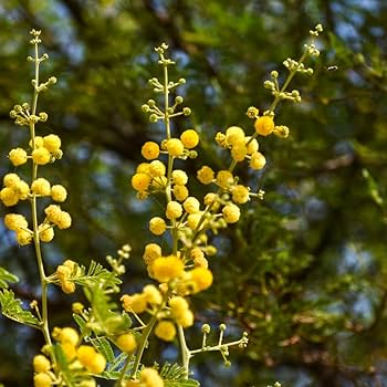 Mixed Acacia Perennial Flower Seeds for Planting – Heirloom, Non-GMO, Compact Growth, High Germination