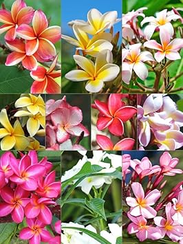 Mixed Egg Flower Seeds for Planting Heirloom Non-GMO High Germination Organic Garden Seeds